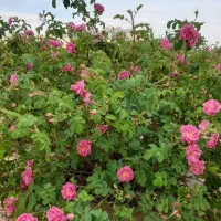 گل محمدی وغنچه گل