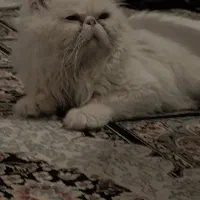 گربه پرشین