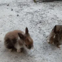 خرگوش در محمودآباد|موش و خرگوش|محمودآباد, |دیوار