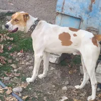 سگ ..|سگ|فاضل آباد, |دیوار