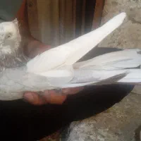 کفتر یا کبوتر|پرنده|ساوه, |دیوار