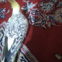 عروس هلندی جفت|پرنده|هندیجان, |دیوار