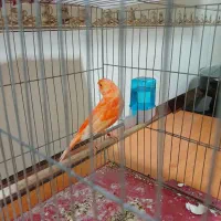 قناری ردفکتور نر بخون|پرنده|تهران, ازگل|دیوار