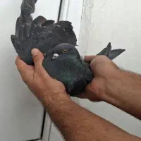 کبوتر غریب|پرنده|بندر انزلی, کارآموزی|دیوار