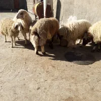 بره|حیوانات مزرعه|کرمانشاه, |دیوار