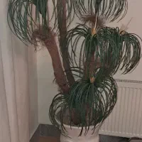 گل وگلدان مصنوعی.بسیارزیبا.|گل مصنوعی|فولادشهر, B4|دیوار