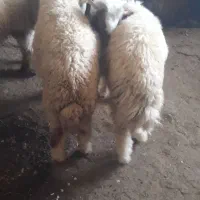 بره وبز نر