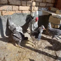 نیمچه گلین طوسی