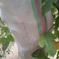 گونی دست دوم
