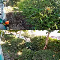 فصل بیل زنی فرم دهی گیاهان زینتی|خدمات باغبانی و درختکاری|کرج, گلشهر|دیوار