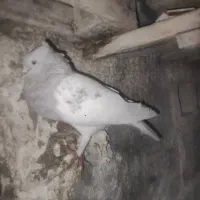 ۸تا کبوتر رنگی خوب بدون پراضاف همین که میبینی هستش|پرنده|شیراز, داریون|دیوار