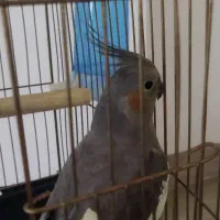 عروس هلندی|پرنده|شاهین دژ, |دیوار