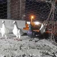 فروش کفتر