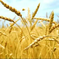 گندم کروک همتا