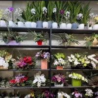 حراج گلهای آپارتمانی و باغچه ای