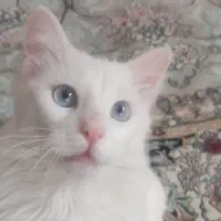 گربه ترکیش وان