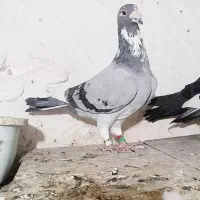 نرابلغ سبز کفتر جفتگاه