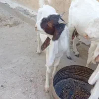 بز ماده شیری|حیوانات مزرعه|هیدوچ, |دیوار