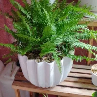 گل سرخسی|گل و گیاه طبیعی|مشهد, طبرسی شمالی|دیوار