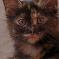 واگذاری رایگان دو‌ بچه گربه|گربه|ری, ظهیرآباد|دیوار