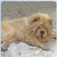 چاو چاو جهت کشش|سگ|قائمشهر, |دیوار