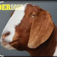 بزغاله بز نر و ماده