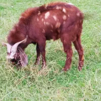 بز  سنگین وزن  پاکستانی