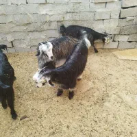 3تا بیگ تخمی داشتی|حیوانات مزرعه|ایذه, |دیوار