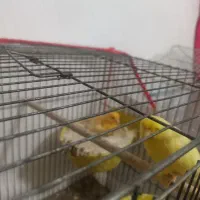 قناری|پرنده|سیرجان, |دیوار