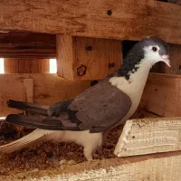 کبوتر