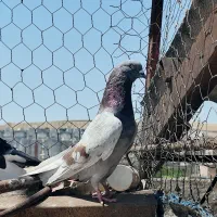 دوتاکبوتر  نر تکپر