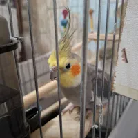 عروس هلندی مولد