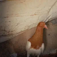 یهودی زرد نر