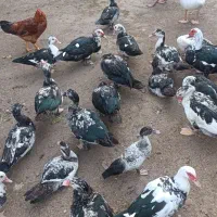 ۲۰ عدد اردک اسراییلی  سالم وسرحال بفروش میرسد|حیوانات مزرعه|رودسر, |دیوار