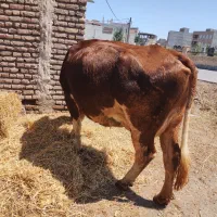 یک راس گاوسمینتال اصل