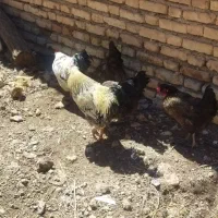 مرغ|حیوانات مزرعه|بلداجی, |دیوار