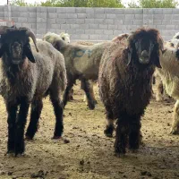 بره چاق و داشتی|حیوانات مزرعه|جم, |دیوار