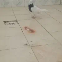 کبوتر ماده ۴۵۰ت