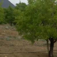 مزرعه بادام کشاورزی پرورش ماهی|فروش دفتر صنعتی، کشاورزی، تجاری|خوانسار, |دیوار