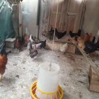 فروش مرغ وخروس|حیوانات مزرعه|دیلم, |دیوار