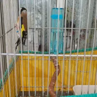 سهره نر بخوان