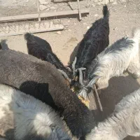 بیگ نر فروشی|حیوانات مزرعه|لالی, |دیوار