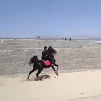 مادیان مشکی