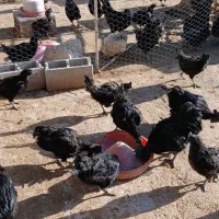 مرغ / خروس سیاه / ایام سمانی