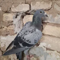کبوتر|پرنده|طبس, |دیوار