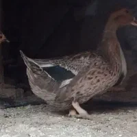 اردک نر و ماده بالغ و یک مرغ کاکلی مینیاتوری|پرنده|بجستان, |دیوار