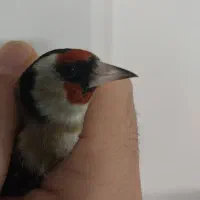 سهره نر|پرنده|زنجان, |دیوار