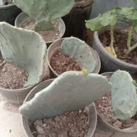 گلهای زیبای کاکتوس