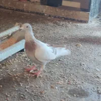 کبوتر طوقی|پرنده|جوانرود, |دیوار