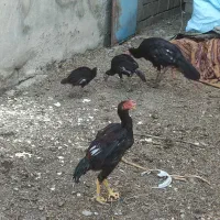 بوقلمون و جوجه لاری|حیوانات مزرعه|نقده, |دیوار